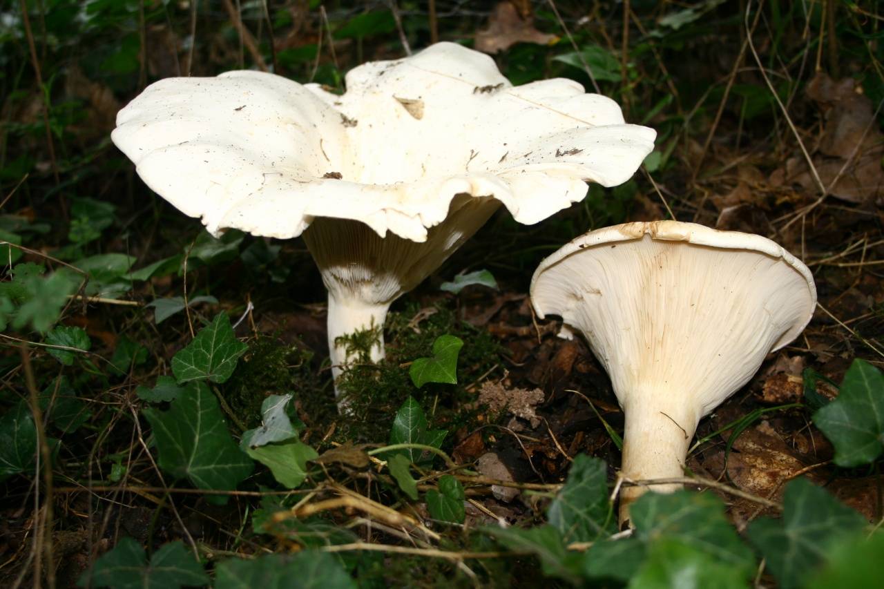 Лесные грибы крыма фото и названия