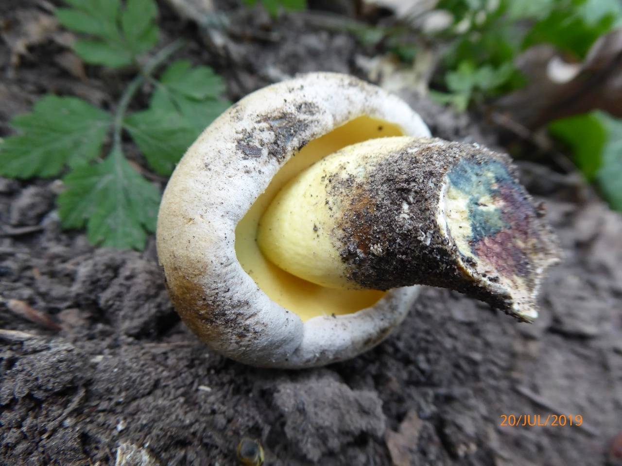 Как не попасть на ложный боровик: список несъедобных грибов. описание боровика коренящегося ядовитые боровики