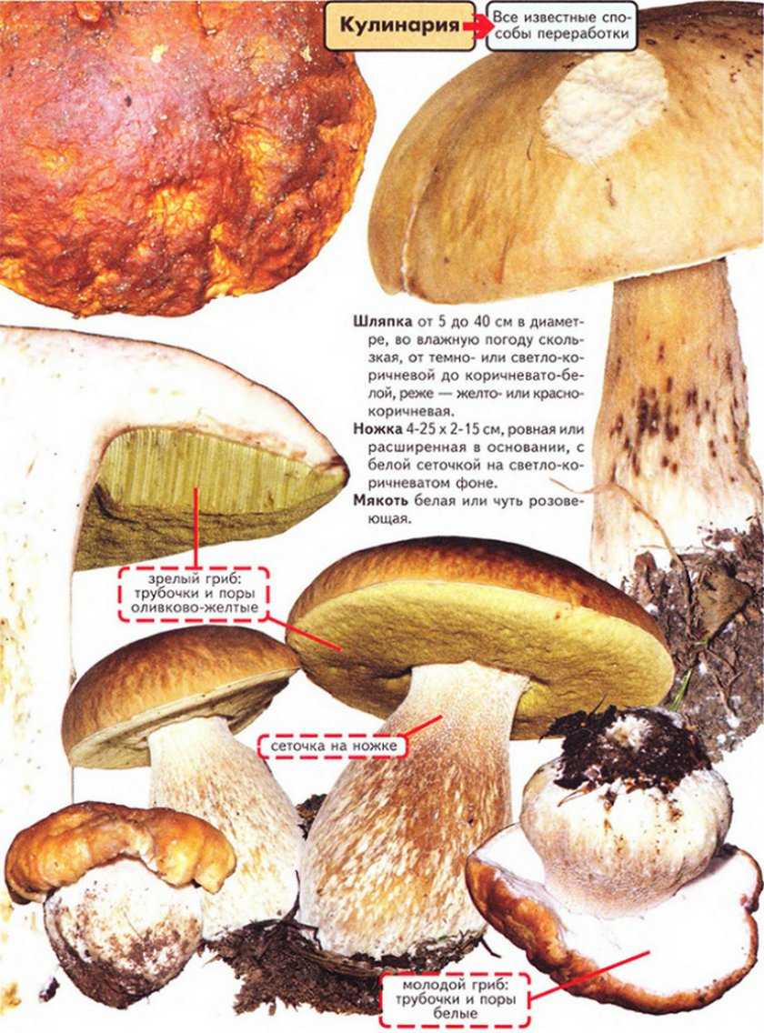 Польский гриб – фото, описание, как готовить, где растет