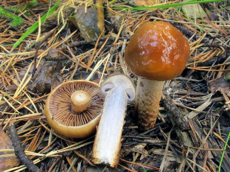 Паутинник козий (cortinarius traganus): фото и описание фиолетового гриба
