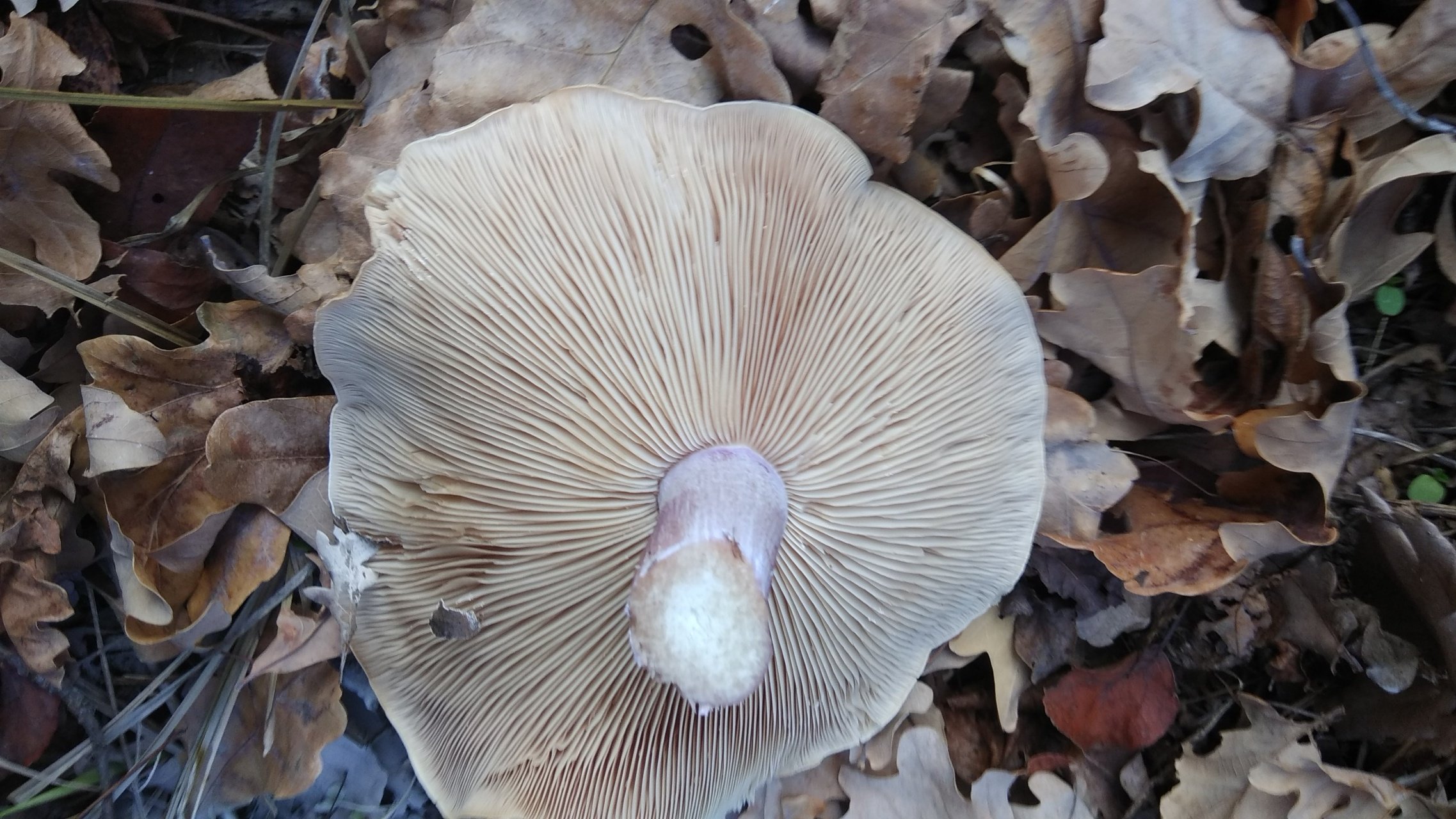 Рядовка (гриб) – описание, виды съедобные и ядовитые, фото