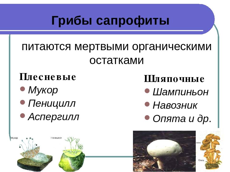 Какой тип питания характерен для шампиньона. Грибы сапрофиты 5 класс биология. Тип питание сапрофиты грибы. Являются сапрофитами плесневые грибы. Грибы сапрофиты паразиты симбионты.