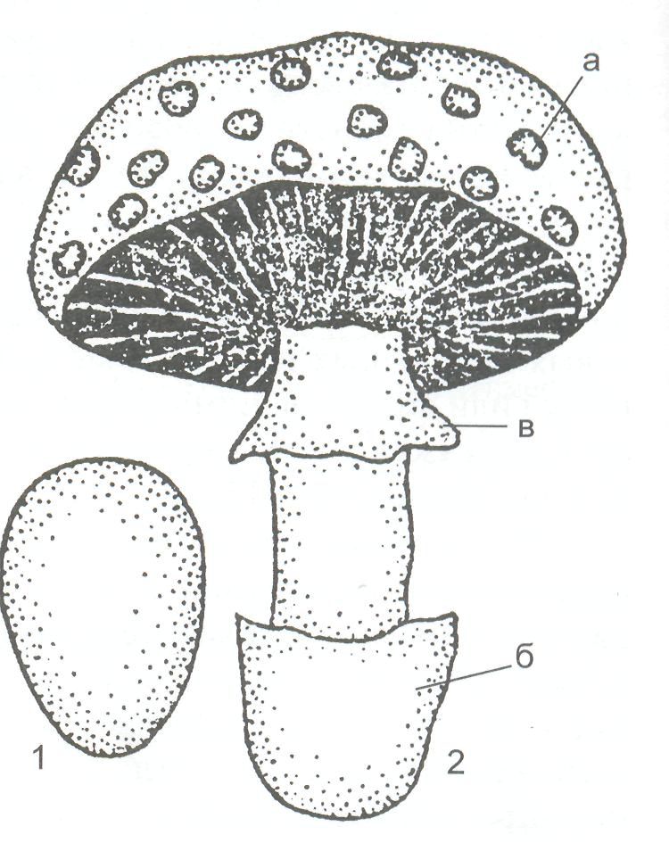 Cantharellaceae - frwiki.wiki