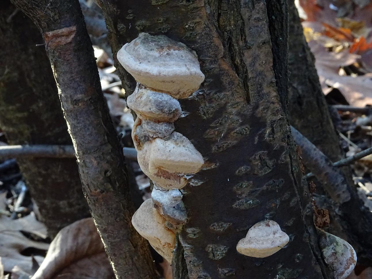 Phellinus linteus: science based benefits of the mesima mushroom