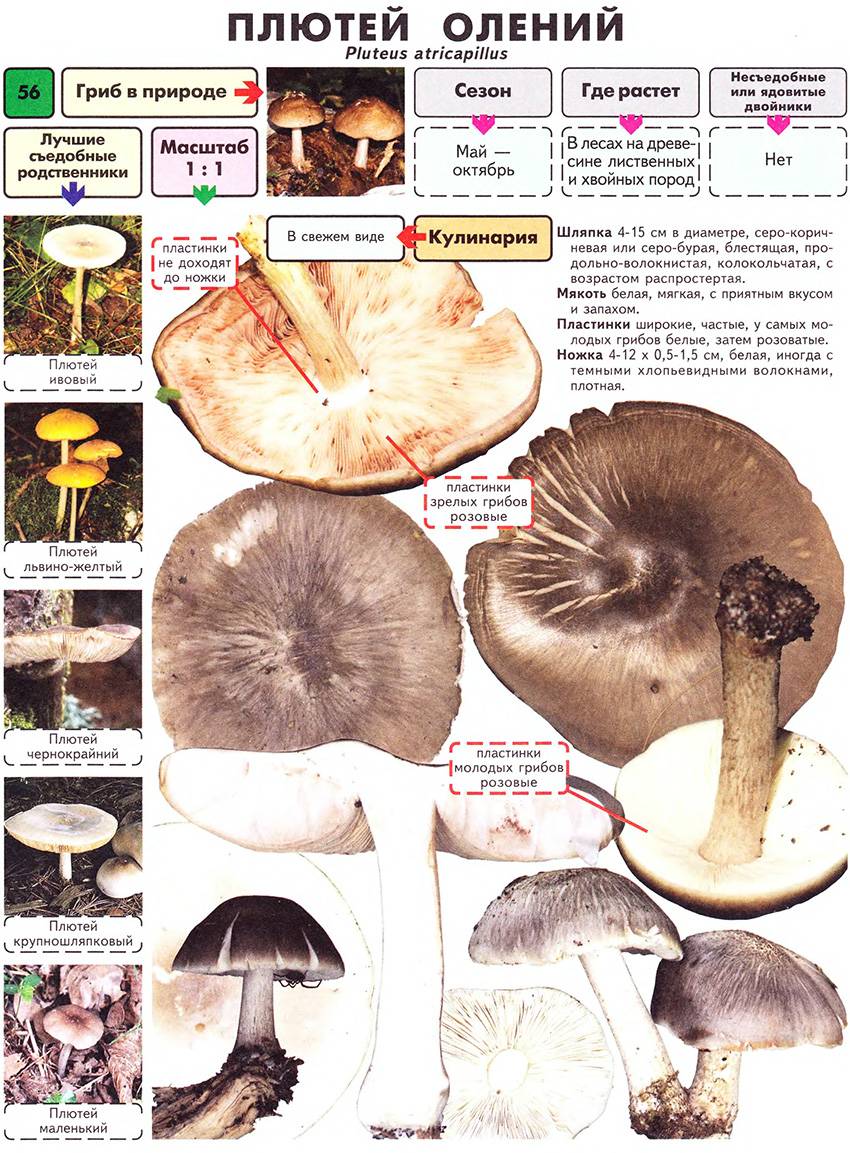 Вольвариелла шелковистая - описание, где растет, ядовитость гриба
