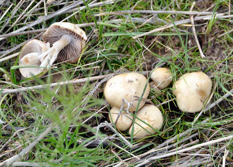 Ядовитые грибы казахстана и заилийского алатау: внешний вид и ядовитые свойства