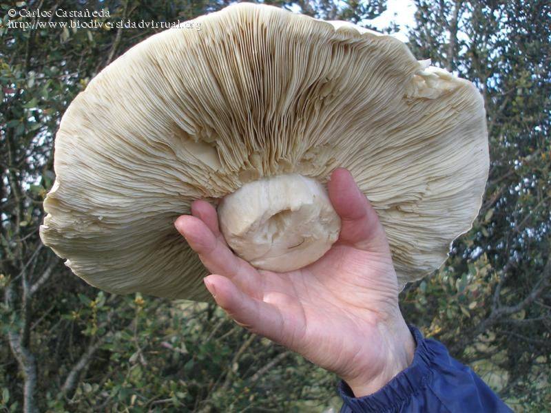 Описание разновидностей грибов: ложносвинуха рядовковидная
