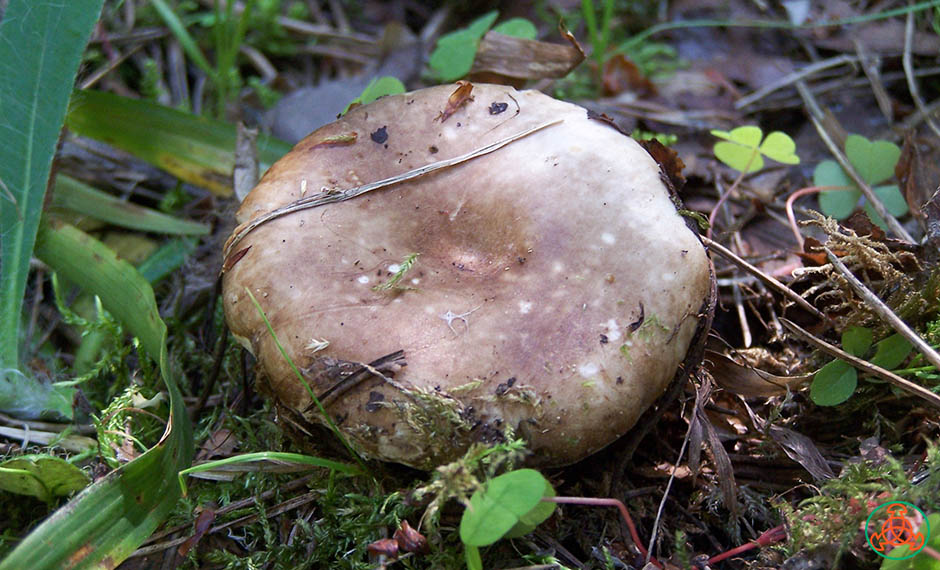 Черный груздь (чернушка) – описание, фото, как солить гриб