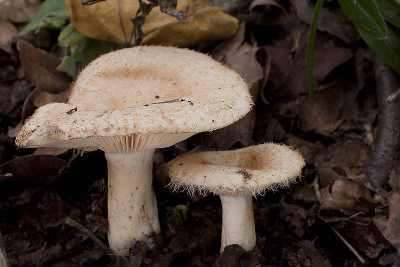Млечник мэра (lactarius mairei). грибы рода млечники: фото и описание видов млечники беззональный и бледный