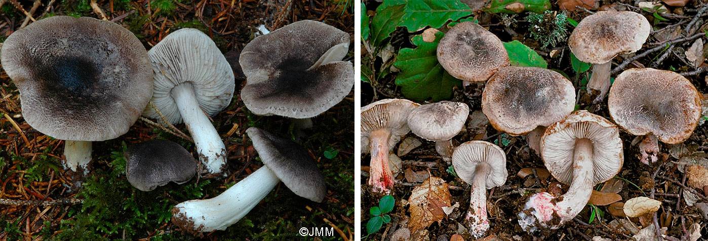 Белая рядовка - почему ее относят к несъедобным грибам? - грибы собираем