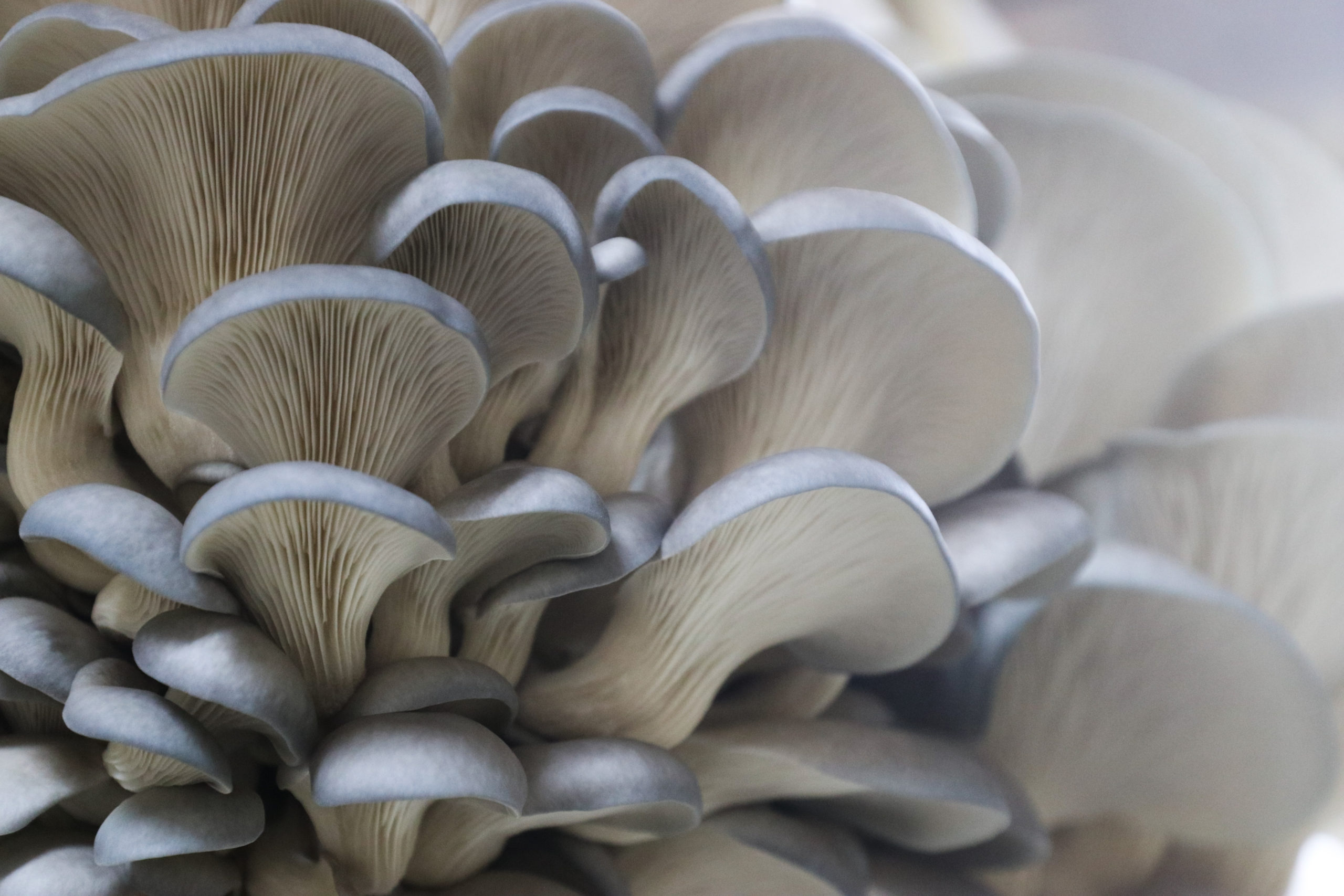 Как выращивать грибы вешенки в мешках - 1 октября 2022 - дом и участок своими руками
как выращивать грибы вешенки в мешках