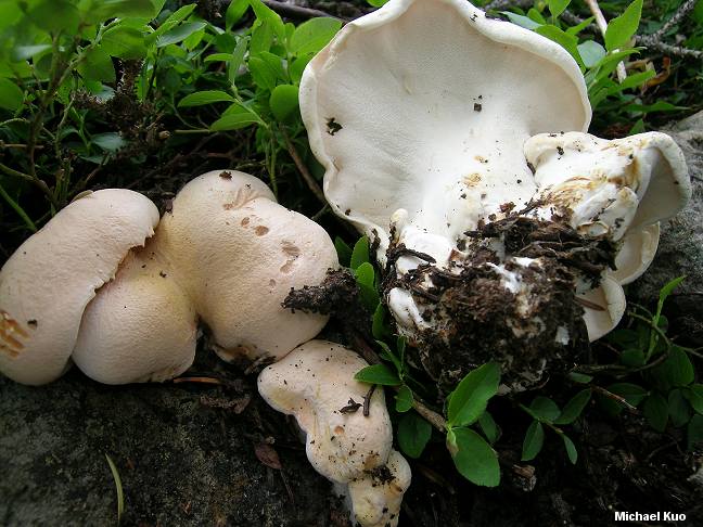 Трутовик овечий - описание, где растет, ядовитость гриба