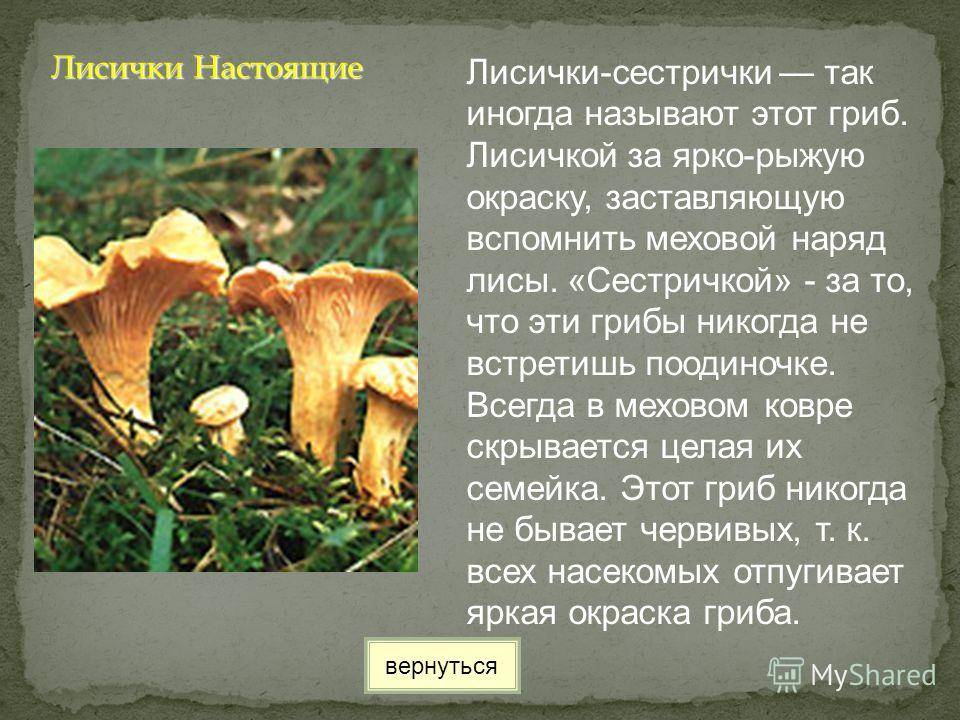 Лисички (cantharellus), род грибов