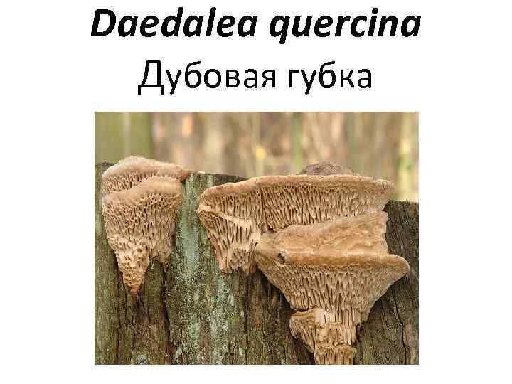 Дубовая губка — описание, где растет, ядовитость гриба