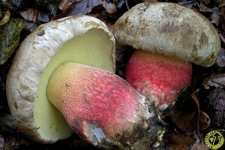 Волчий боровик - описание гриба. где растет.