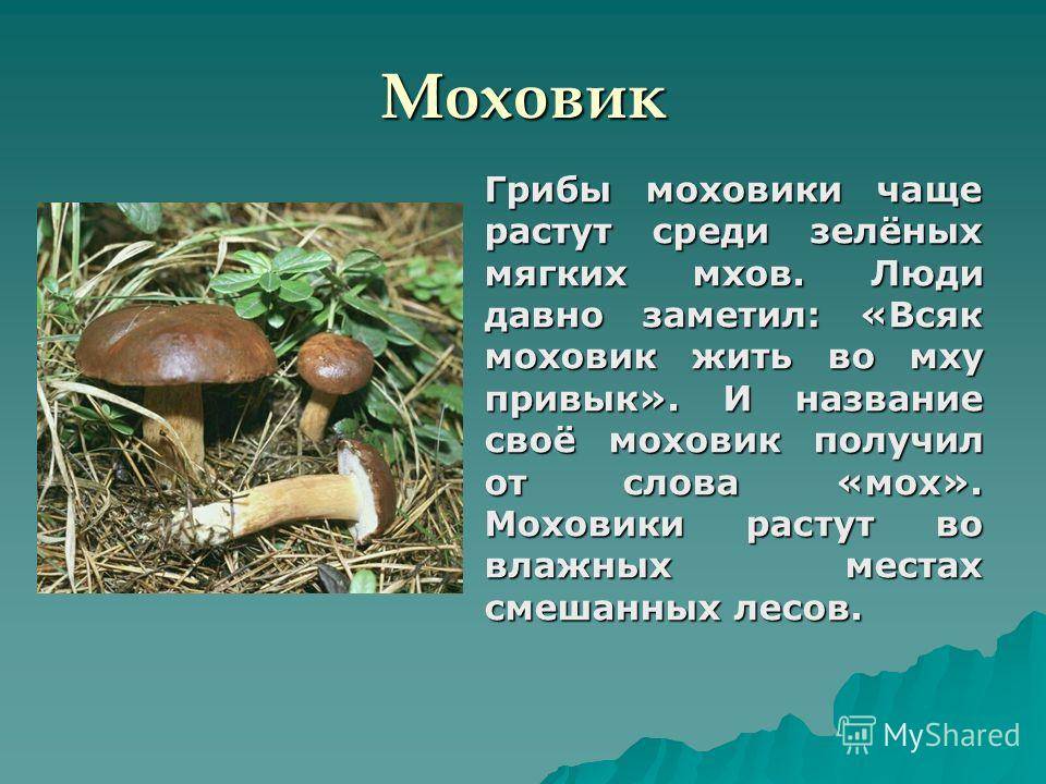 Почему грибы. Сообщение про гриб моховик. Названия грибов моховик. Подберезовик интересные факты. Гриб моховик кратка информация.