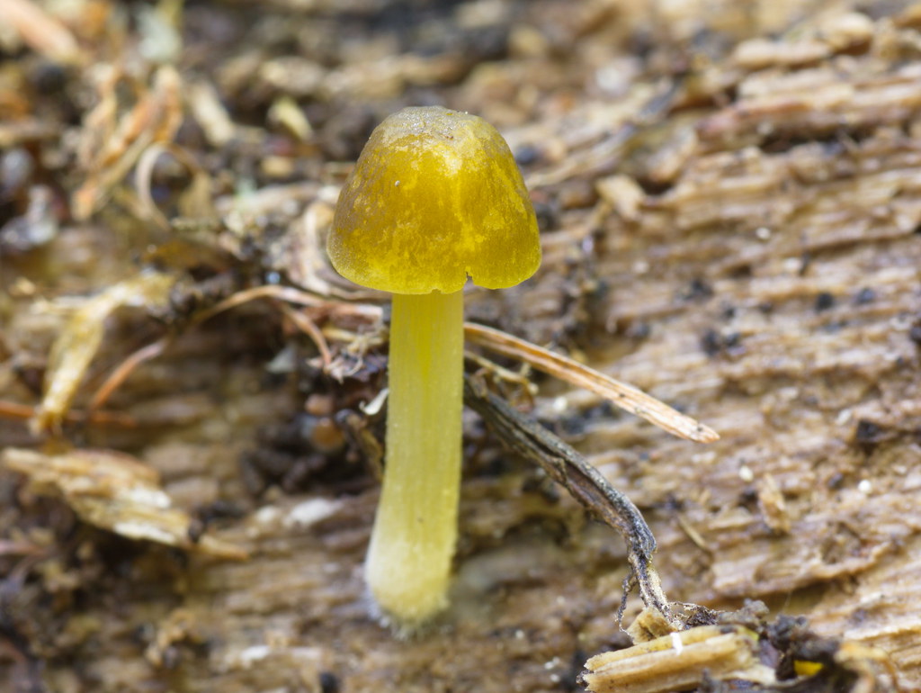Гриб плютей: свойства, отличия от сходных видов - грибы собираем