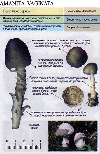 Описание внешнего вида и вкусовых качеств грибов толкачиков