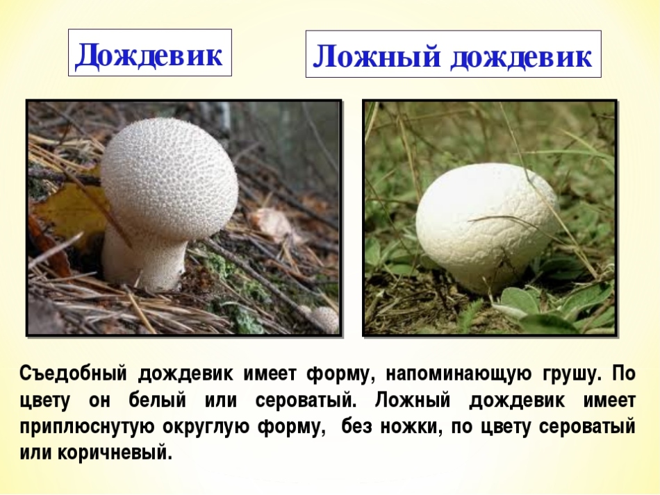 Трюфель летний (tuber aestivum) или русский черный: фото, описание, применение в косметике и как готовить гриб