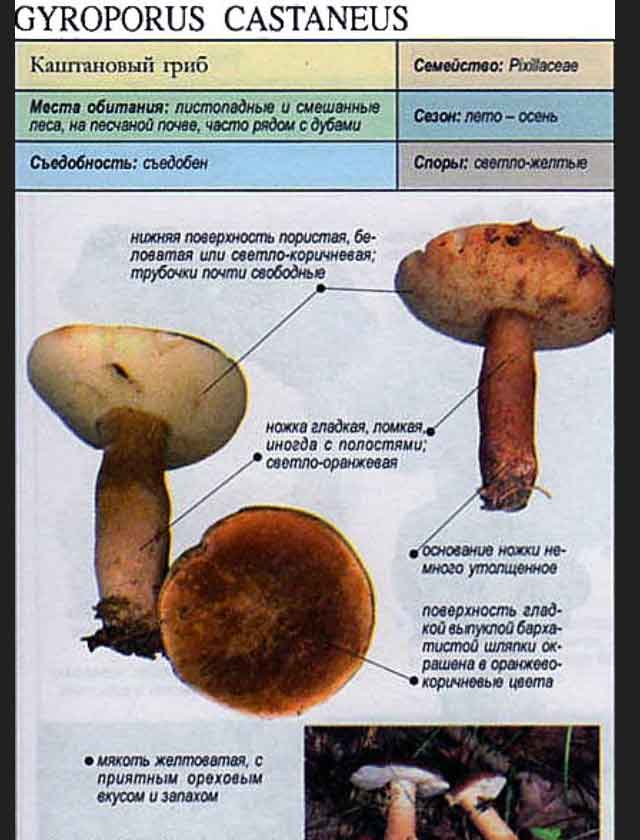 Заячий гриб