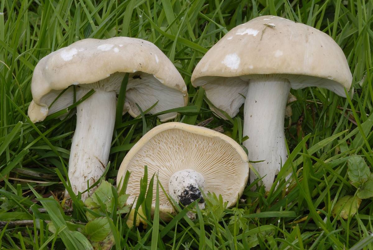 Майский гриб, калоцибе майская или рядовка майская: 1-й деликатесный гриб мая и июня