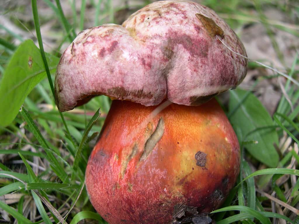 Трубчатые грибы - съедобные и ядовитые примеры с фото и названиями