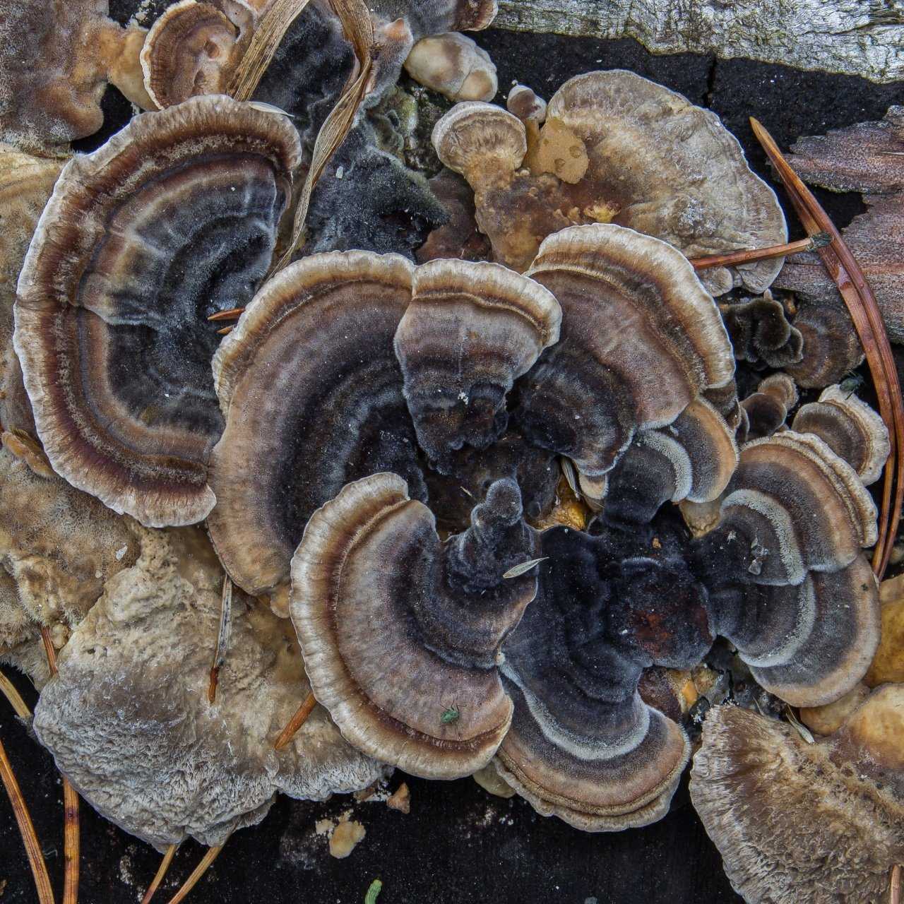 Траметес разноцветный и его лечебные свойства - грибы собираем