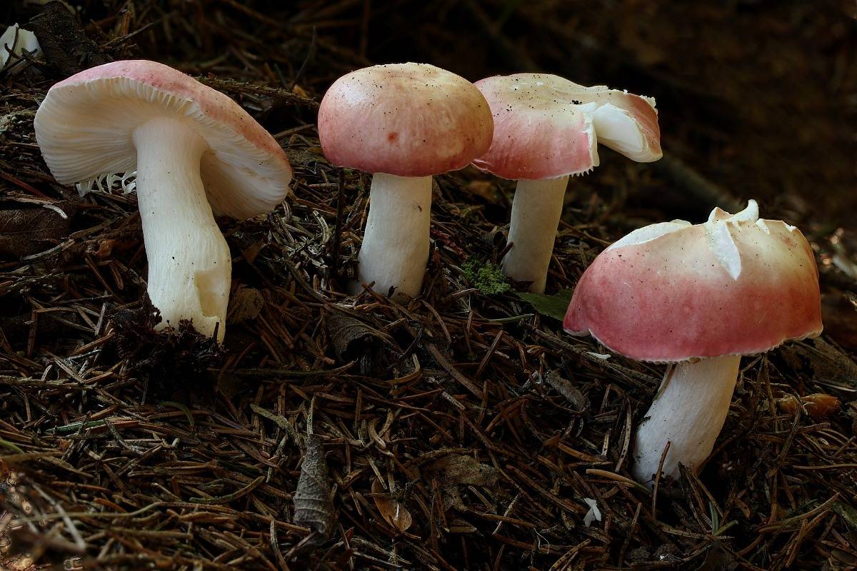 Сыроежка берёзовая - описание, где растет, ядовитость гриба