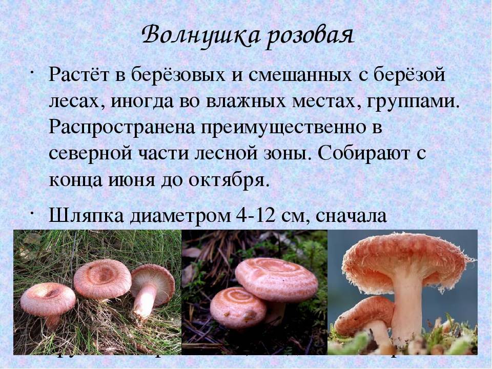 Волнушка розовая - фото и описание гриба | волжанка - съедобные грибы.