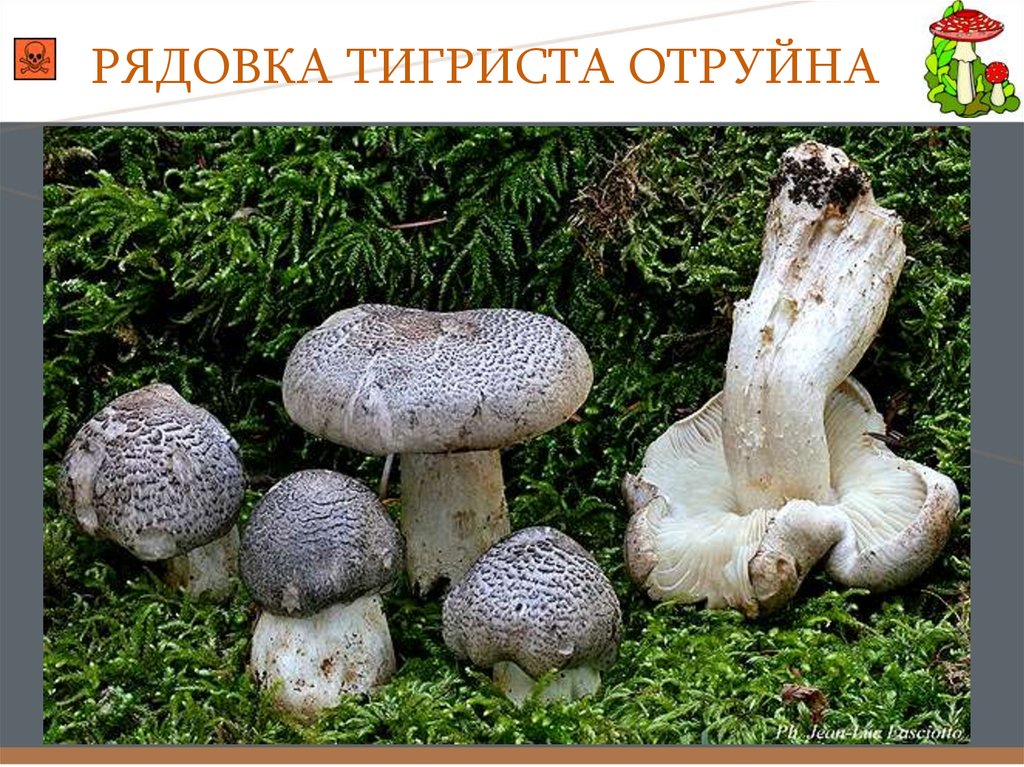 Фиолетовая рядовка: характеристика гриба с фото, съедобные и ядовитые виды
