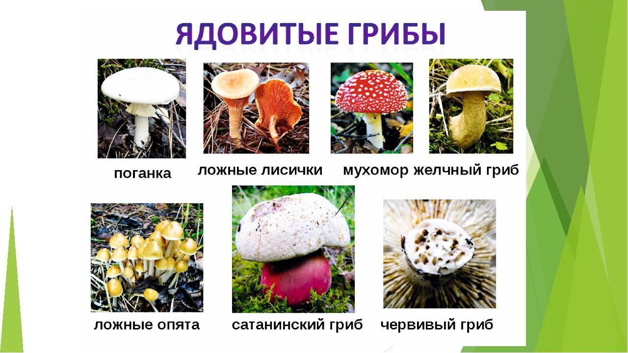 В заповеднике коми нашли редкие грибы « бнк