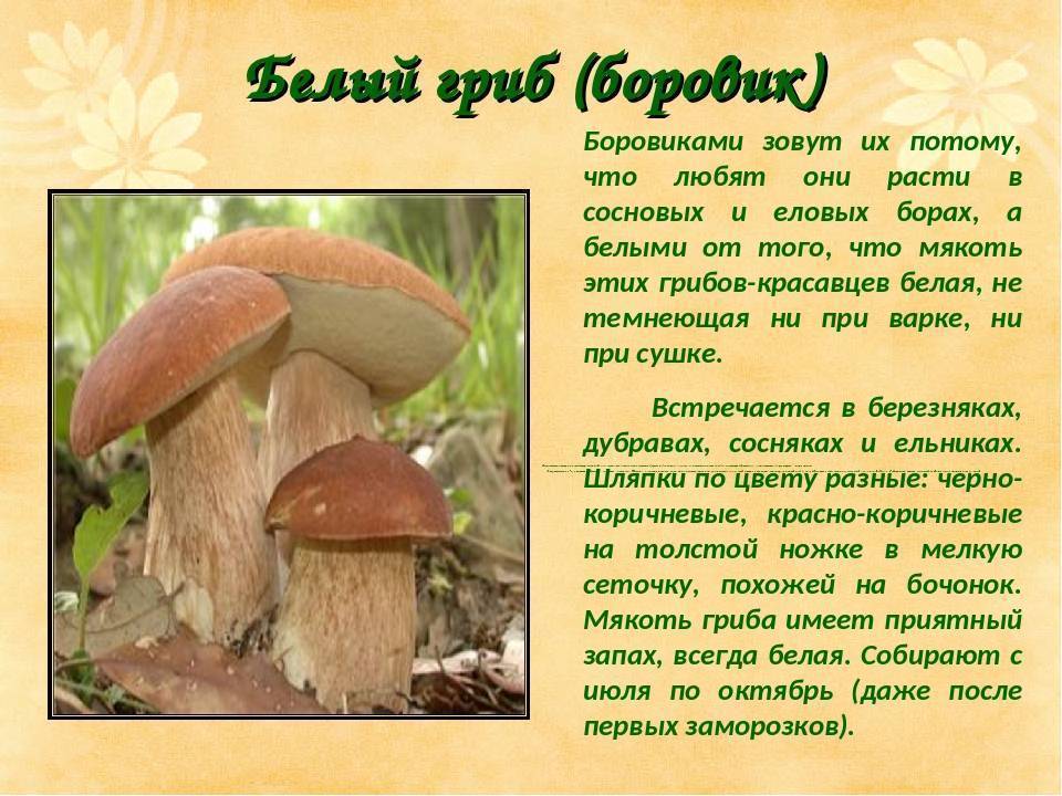 Волчий боровик - описание гриба. где растет.