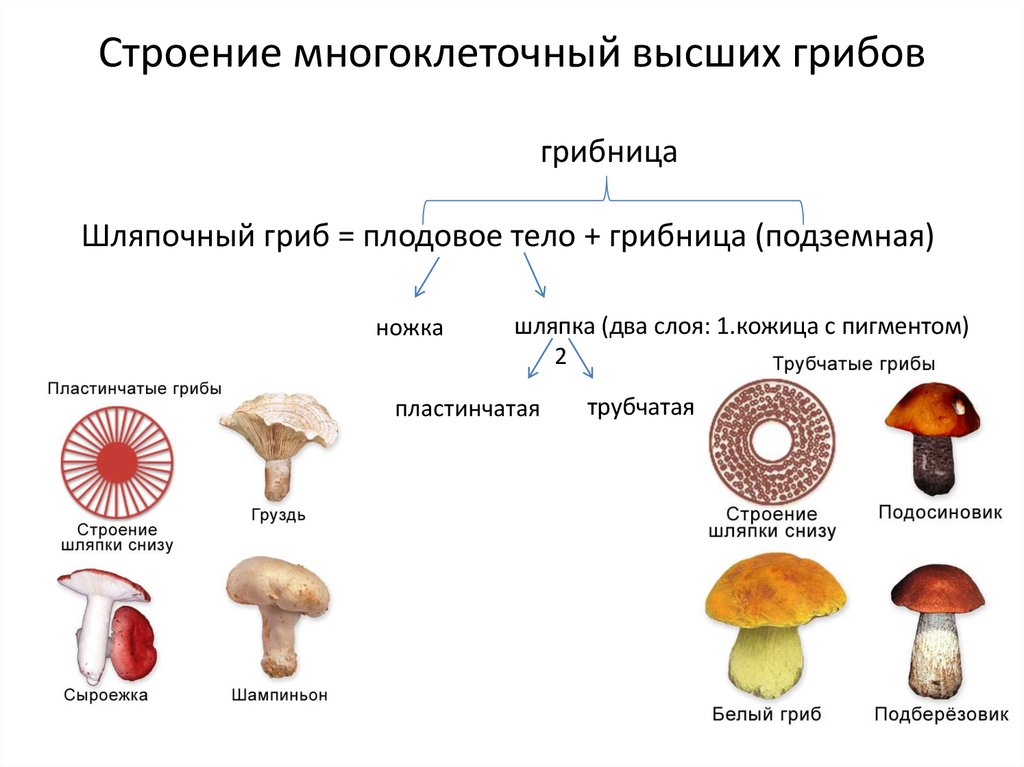 Принципы классификации грибов.