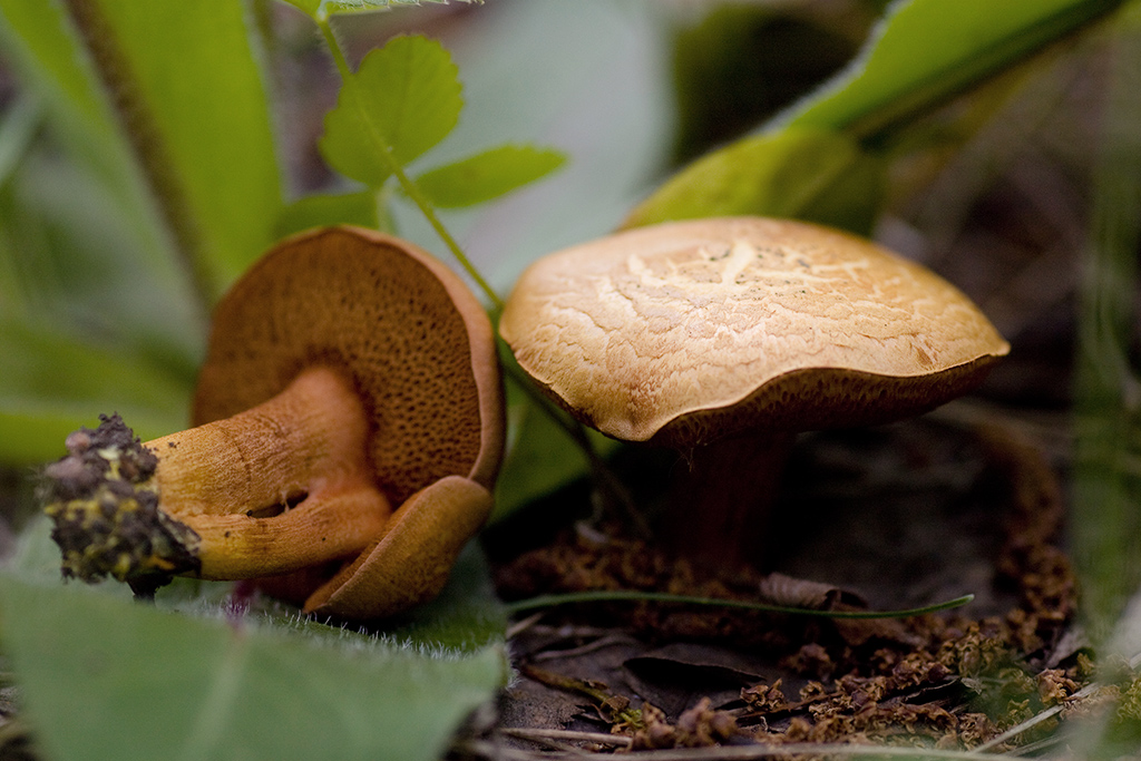 Перечный гриб (масленок перечный): описание, где растет