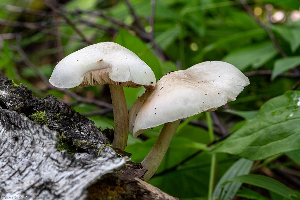 Плютей благородный (pluteus petasatus) – грибы сибири