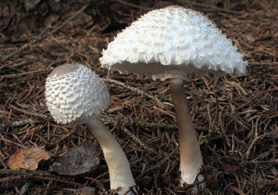 Ложный зонтик: описание и фото гриба, как отличить двойника от съедобного гриб