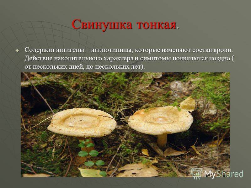 Съедобные или нет грибы свинухи: виды, описание, отличие от ядовитых