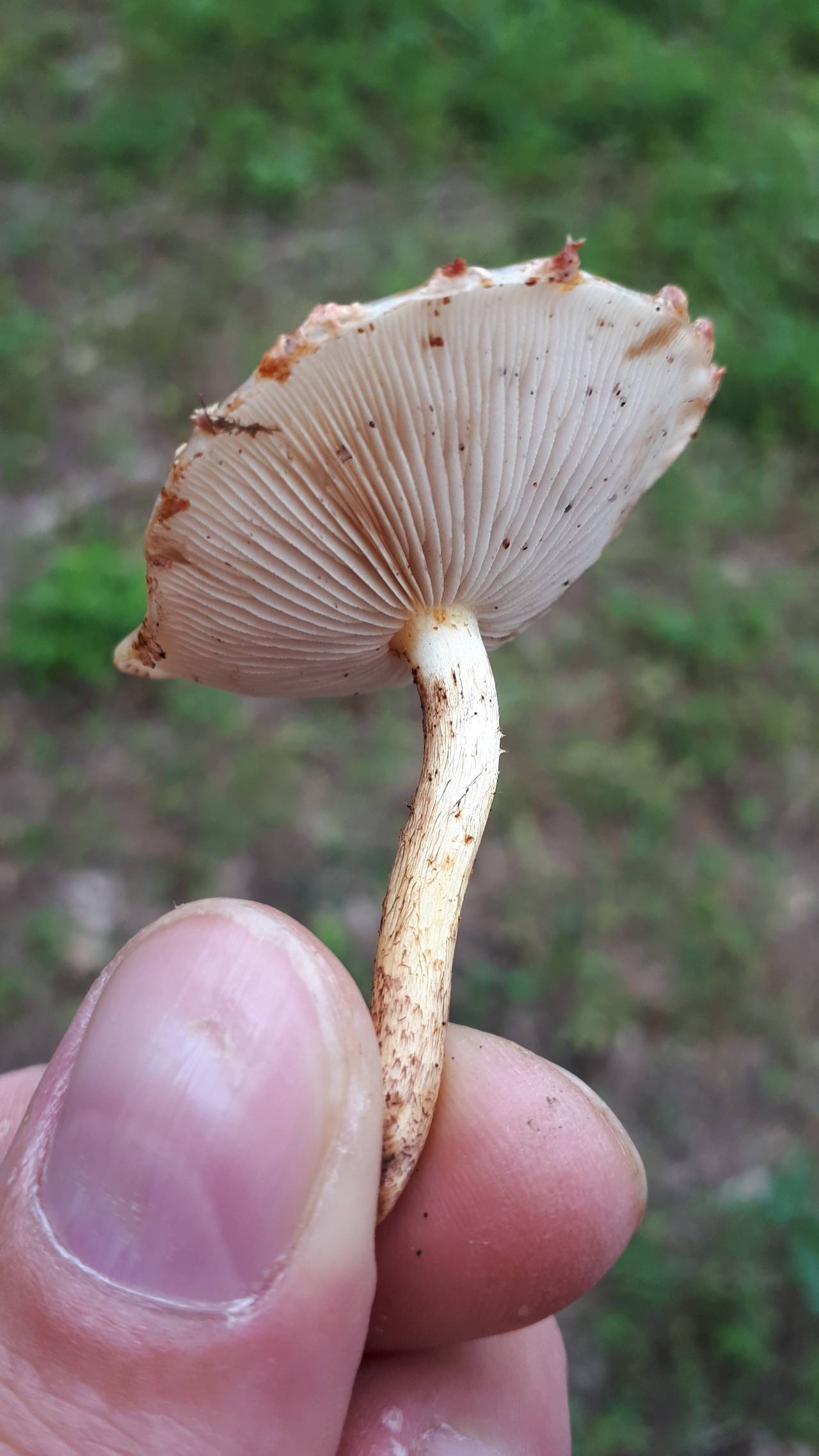 Описание разновидностей грибов: чешуйчатка золотистая