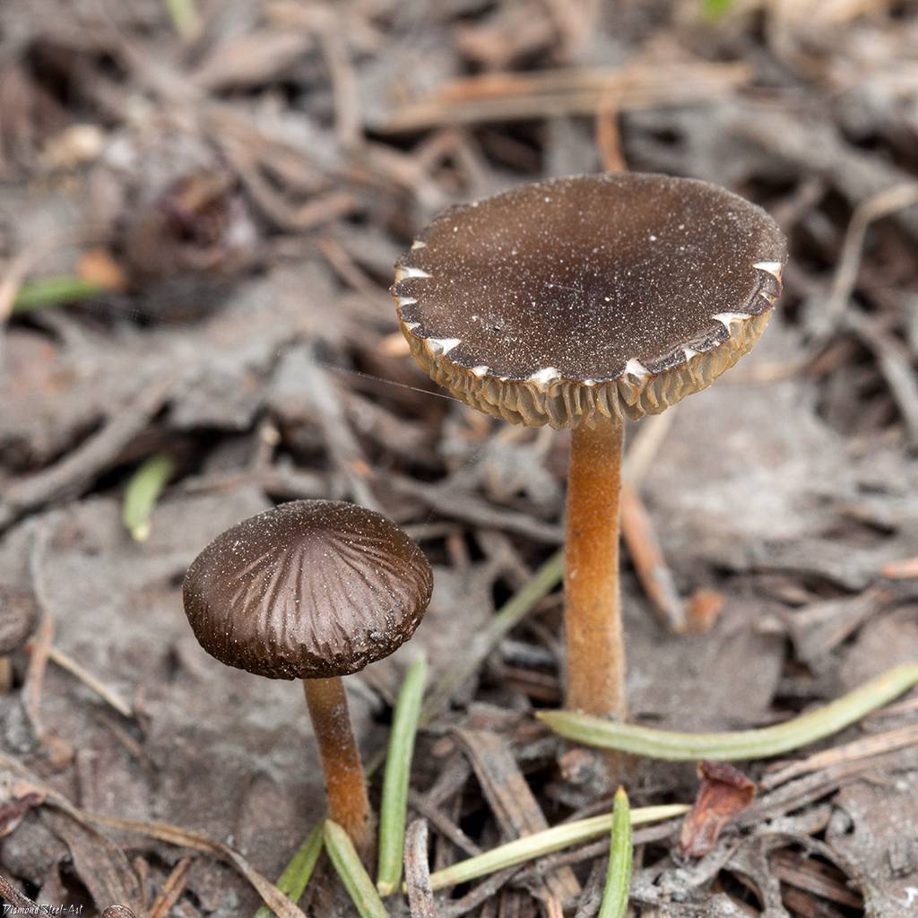 Стробилюрус съедобный (strobilurus esculentus): описание гриба с фото