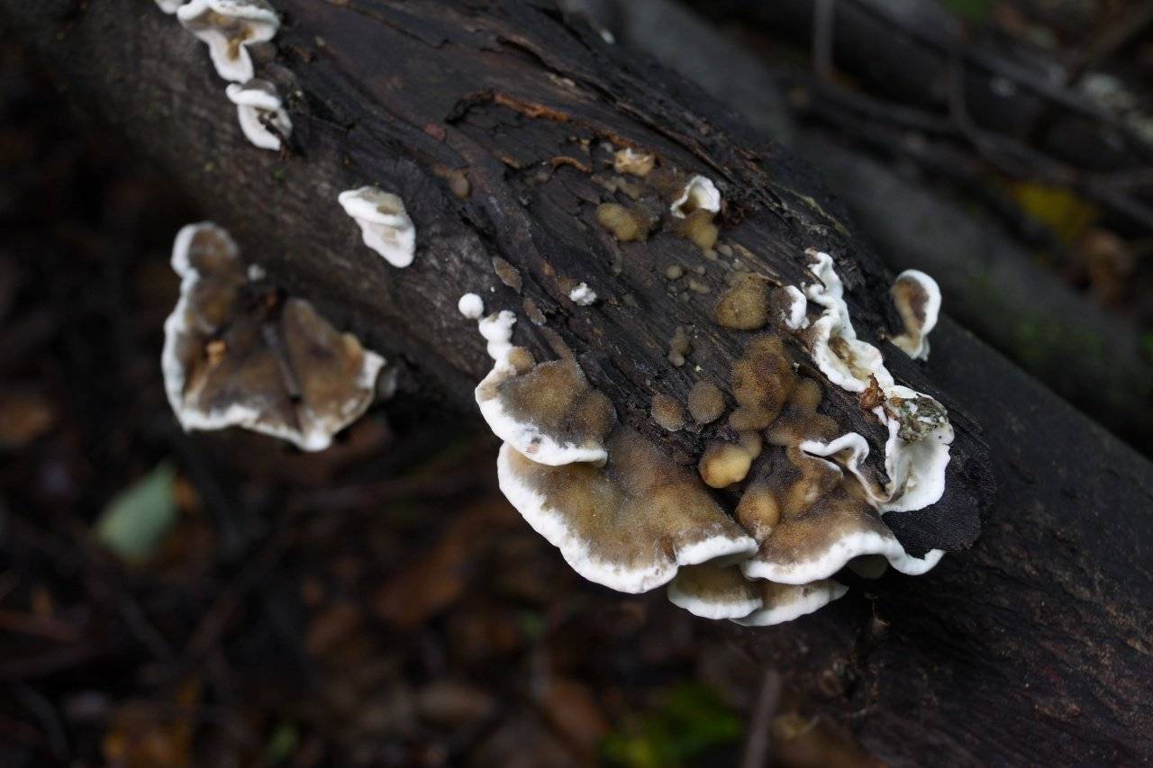 Бьеркандера опаленная (bjerkandera adusta) – описание, где растет, фото гриба