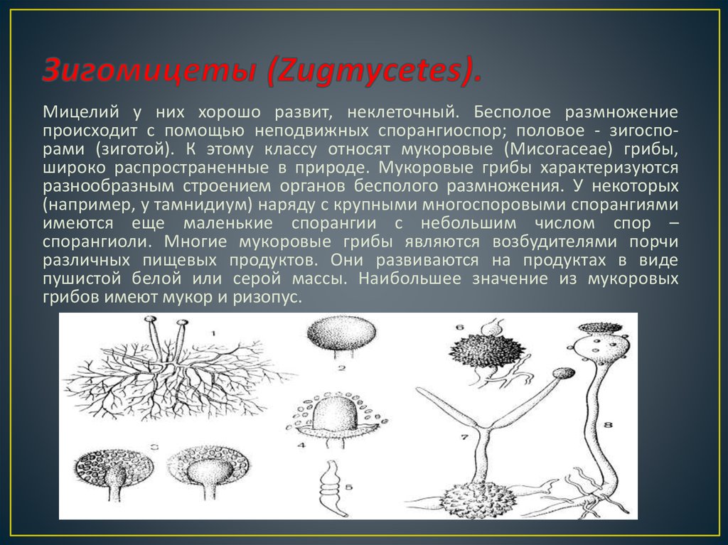 Катинелла (грибок) - catinella (fungus)