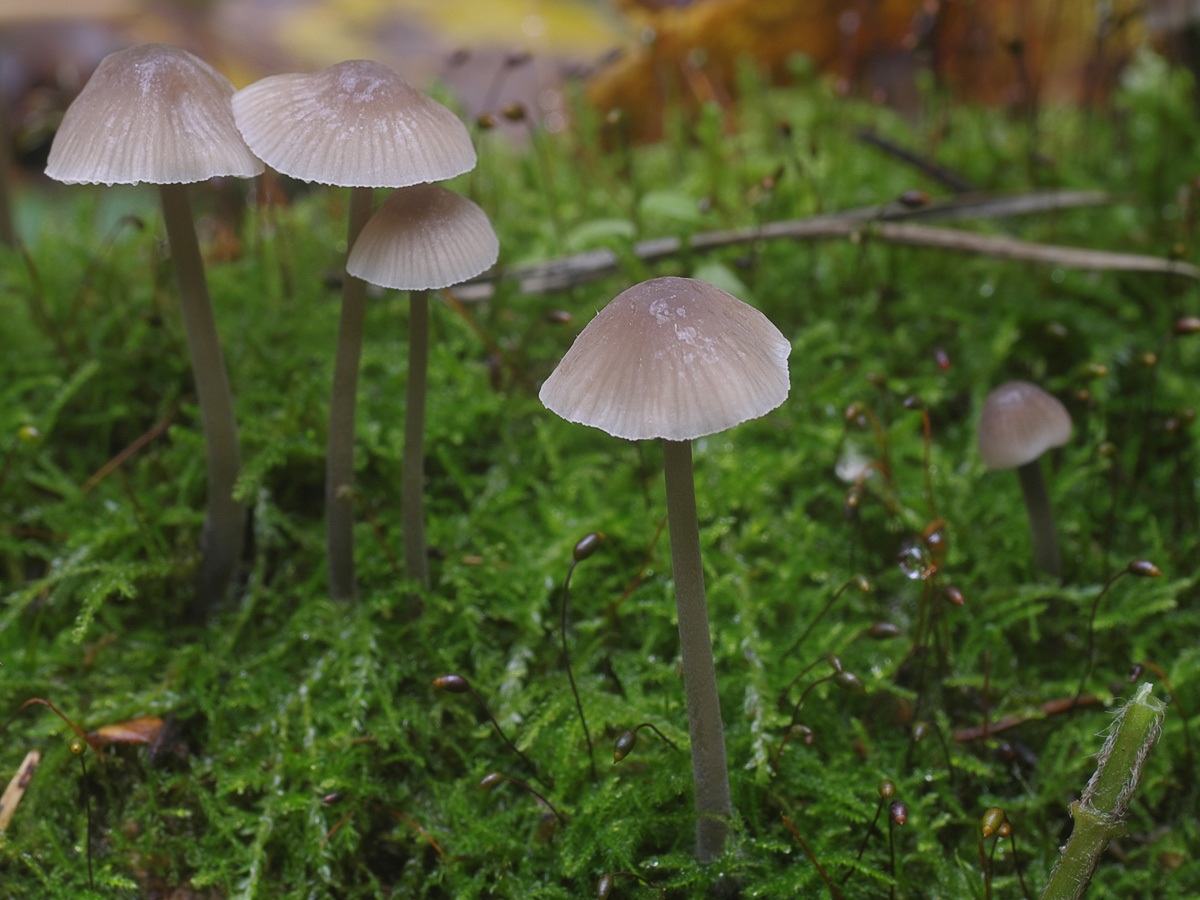 Мицена: виды и опасные свойства грибов | food and health