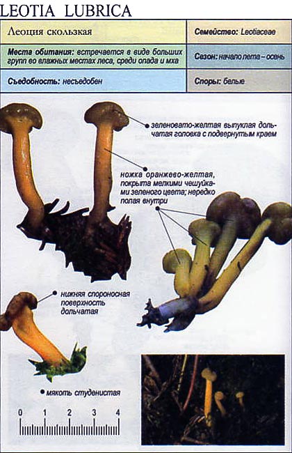 3.2.2. сумчатые грибы