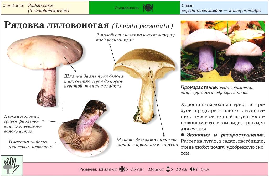 Особенности гриба синеножка: рецепты- советы +фото и видео
