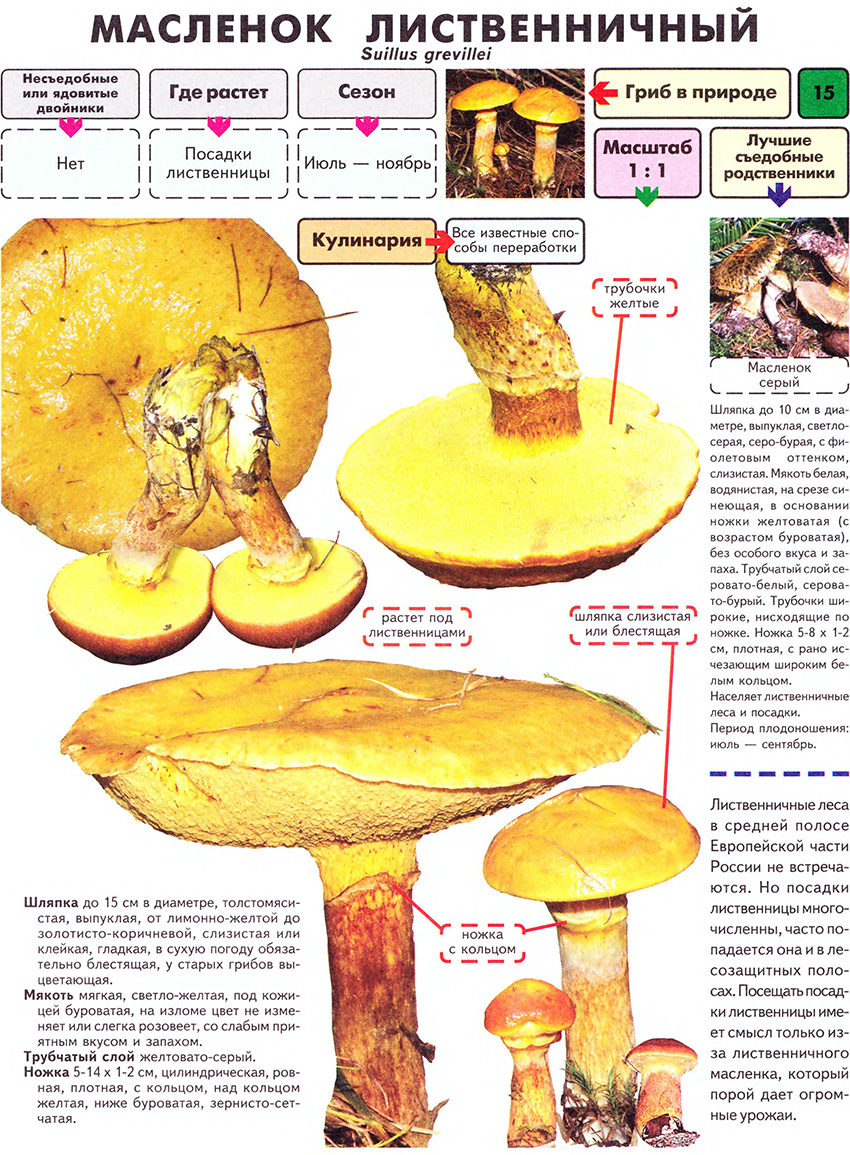 Гриб маслёнок жёлтый (suillus luteus): он же поздний, настоящий, осенний