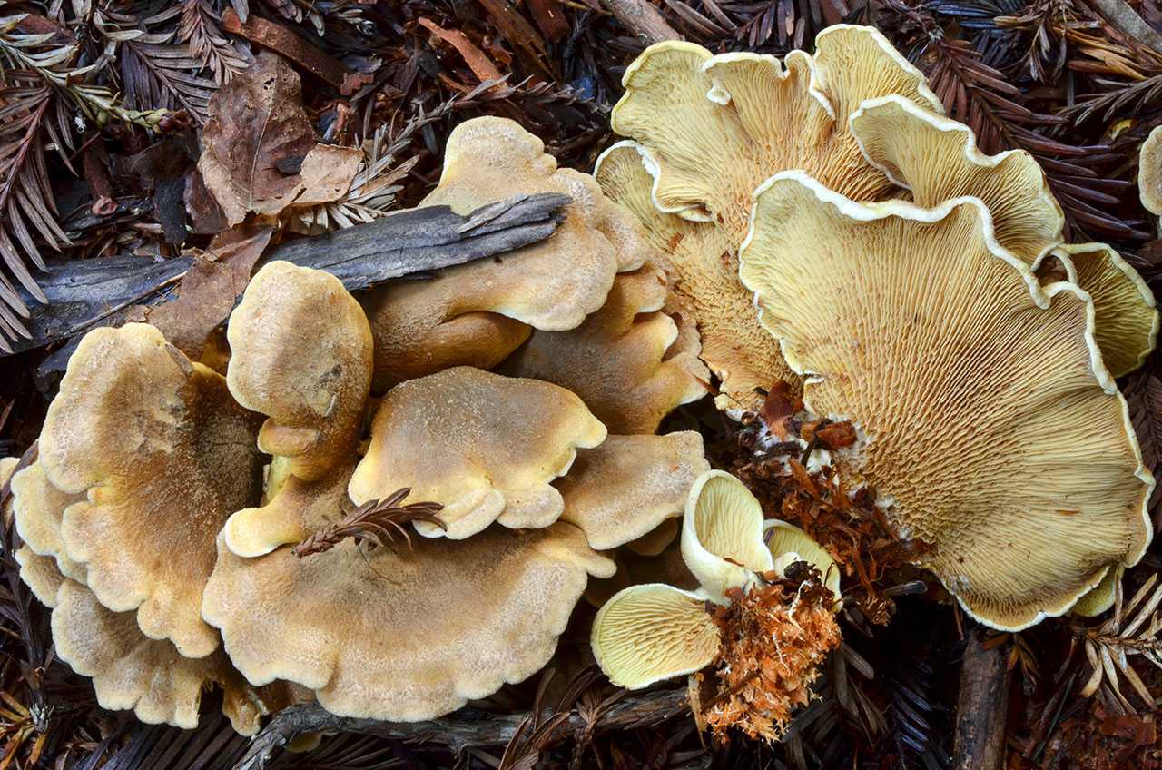Желчный гриб - 69 фото очень горького несъедобного трубчатого гриба