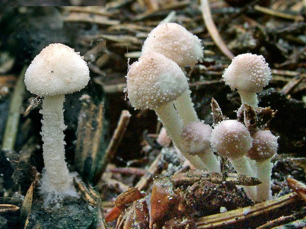 Cystolepiota hetieri. Цистолепиота семинуда. Агарикоидные базидиомицеты. Cystolepiota pulverulenta.