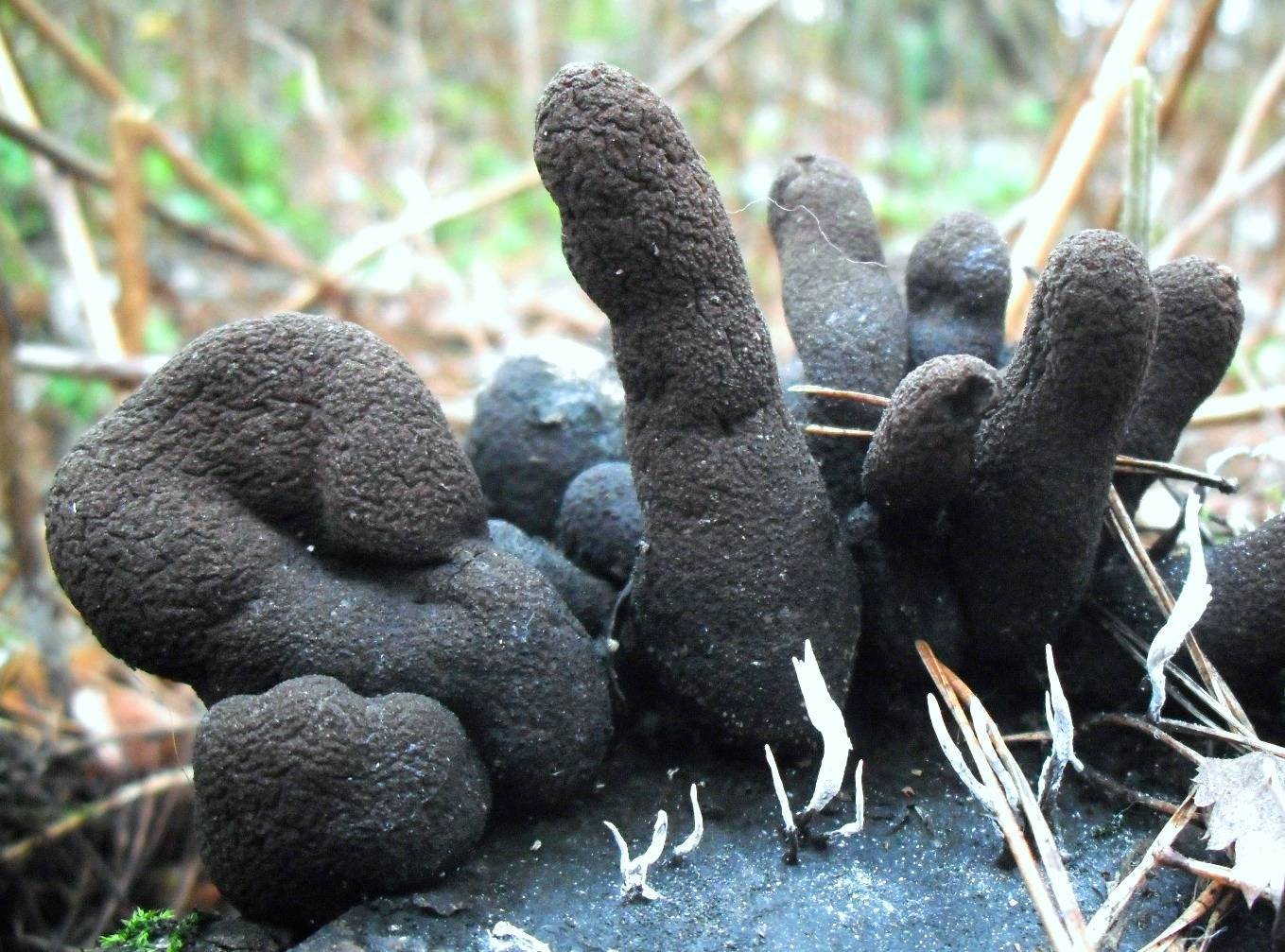 Самый жуткий гриб в мире «пальцы дьявола. шокирующее создание природы — грибы пальцы мертвеца гриб пальцы мертвеца чем опасен