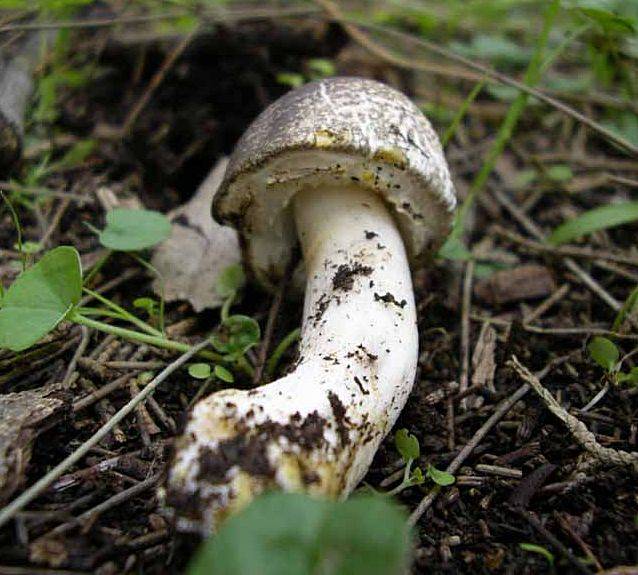 Шампиньон лесной (благушка, волчий гриб) - фото и описание, отличия от ложных шампиньонов