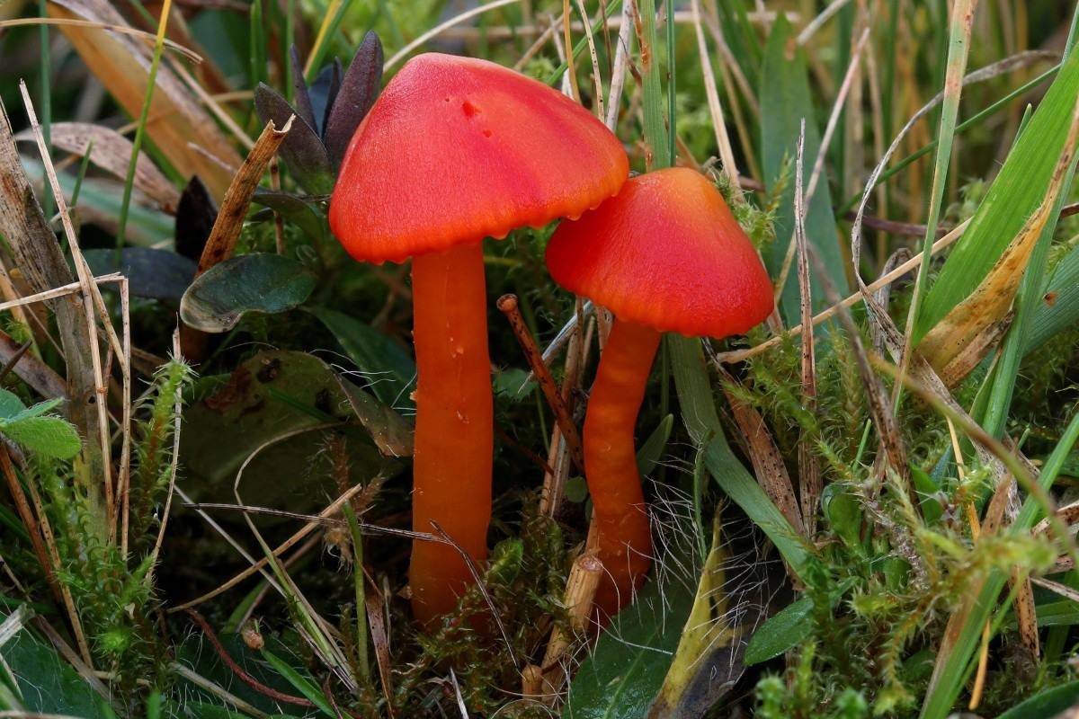 Гигрофор желтовато-белый (hygrophorus eburneus) – грибы сибири